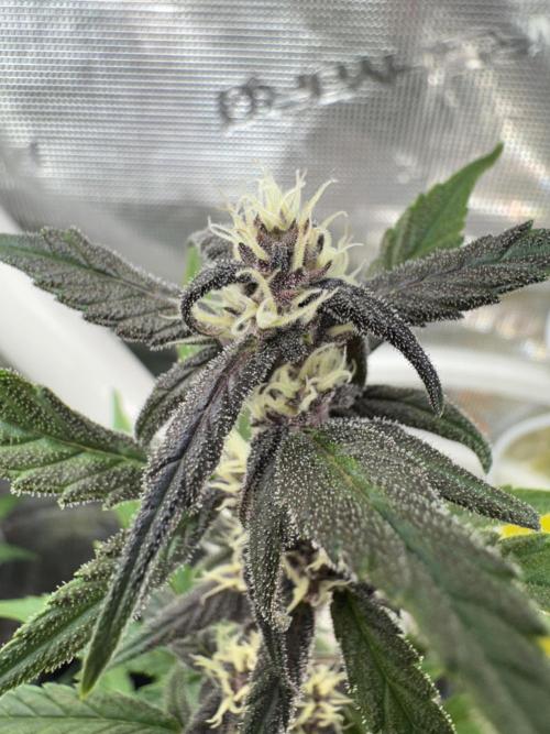 Dark Devil Auto Living Soil. Week 6 - 4