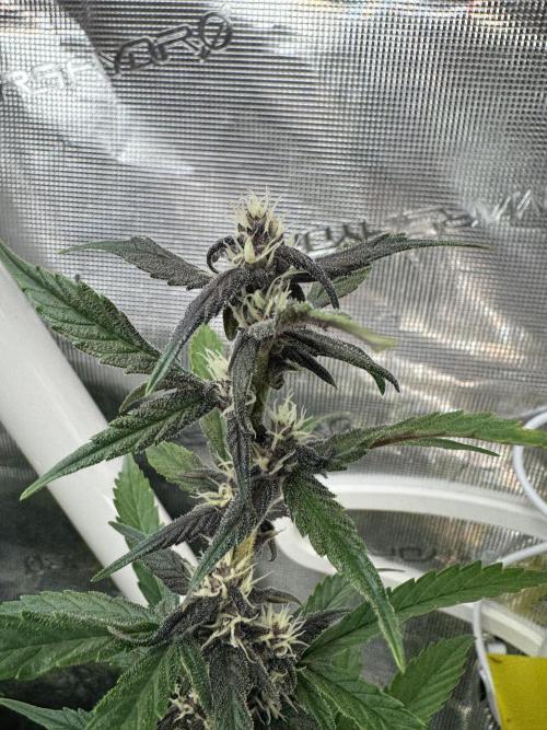 Dark Devil Auto Living Soil. Week 6 - 4