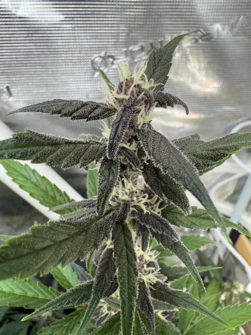 Dark Devil Auto Living Soil. Week 6 - 4
