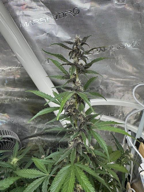Dark Devil Auto. Week 6