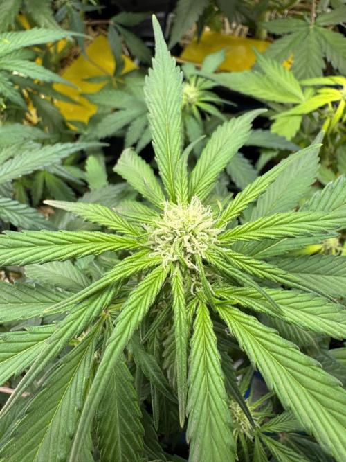 Dark Devil Auto Living Soil. Week 6 - 1