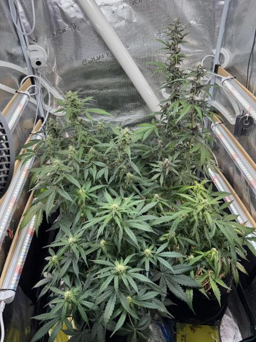 Dark Devil Auto Living Soil. Week 7