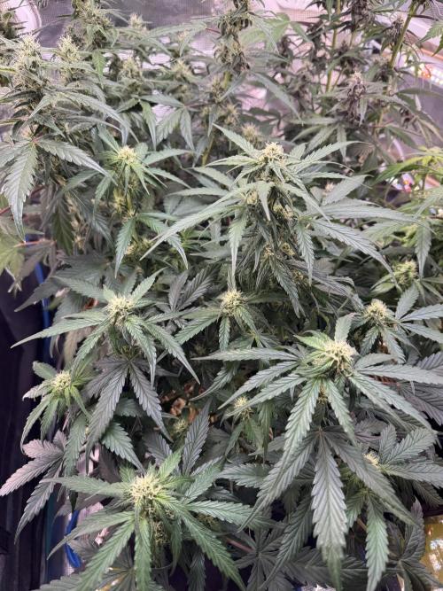 Dark Devil Auto Living Soil. Week 7