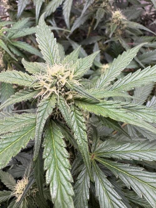 Dark Devil Auto Living Soil. Week 7