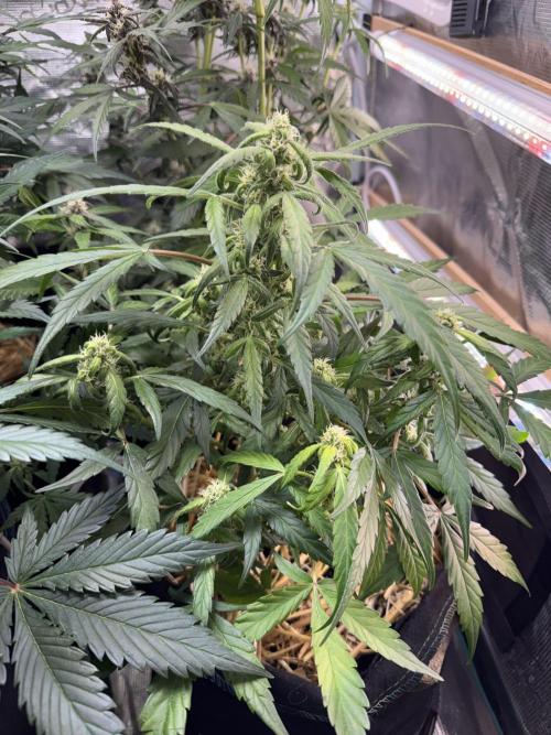 Dark Devil Auto Living Soil. Week 7