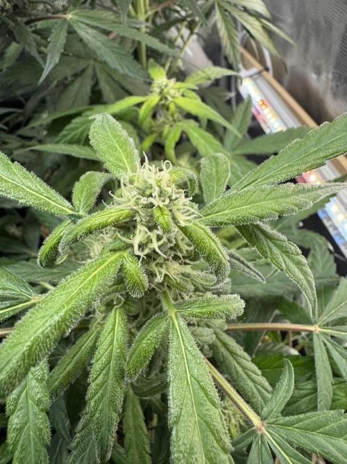 Dark Devil Auto Living Soil. Week 7