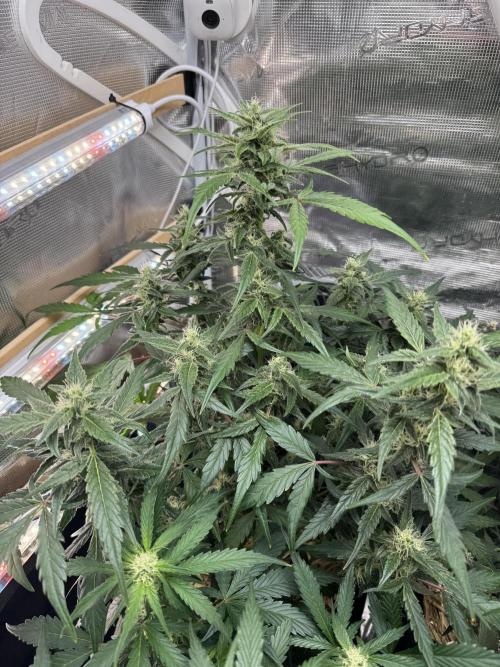 Dark Devil Auto Living Soil. Week 7
