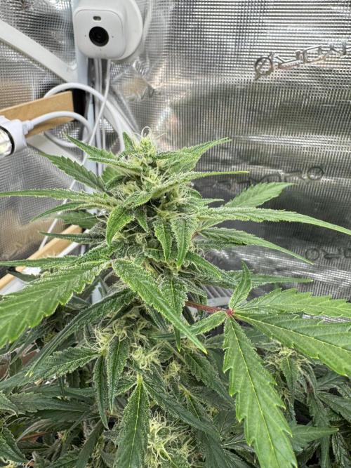 Dark Devil Auto Living Soil. Week 7