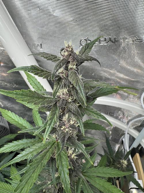 Dark Devil Auto Living Soil. Week 7