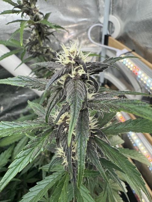 Dark Devil Auto Living Soil. Week 7