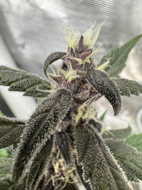 Dark Devil Auto Living Soil. Week 7