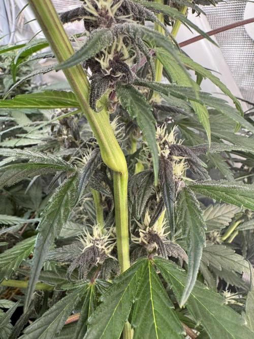 Dark Devil Auto Living Soil. Week 7