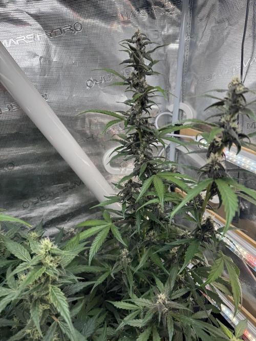 Dark Devil Auto. Week 7