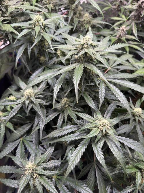 Dark Devil Auto Living Soil. Week 8