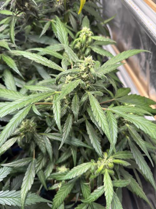 Dark Devil Auto Living Soil. Week 8