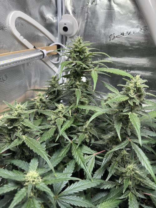 Dark Devil Auto Living Soil. Week 8