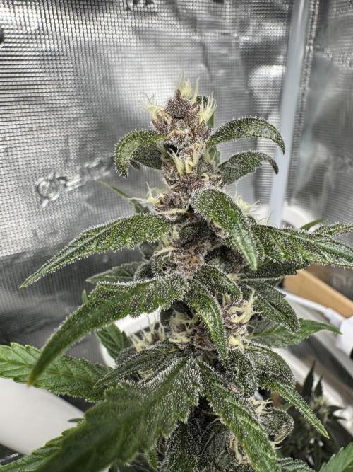 Dark Devil Auto Living Soil. Week 8