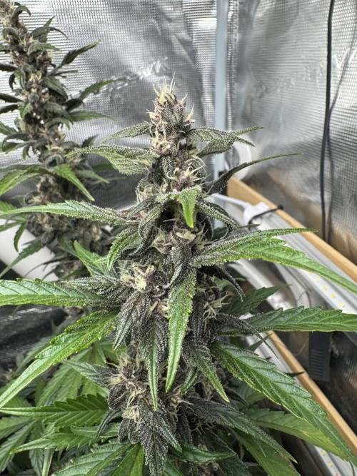 Dark Devil Auto Living Soil. Week 8