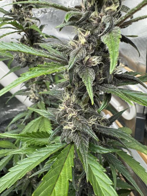 Dark Devil Auto Living Soil. Week 8