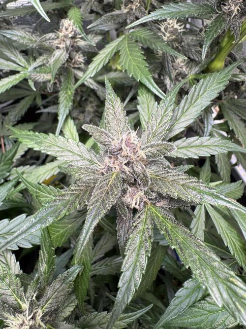 Dark Devil Auto Living Soil. Week 8