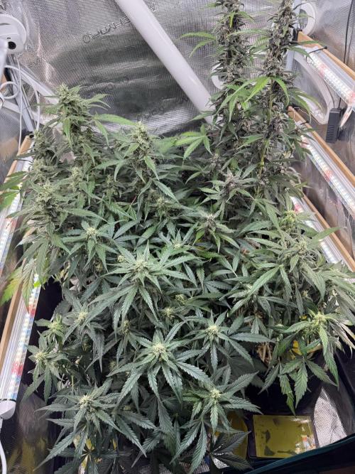 Dark Devil Auto Living Soil. Week 8