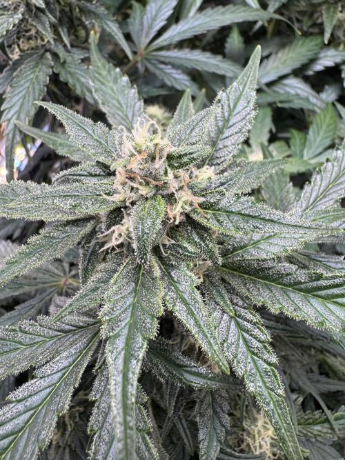 Dark Devil Auto Living Soil. Week 8