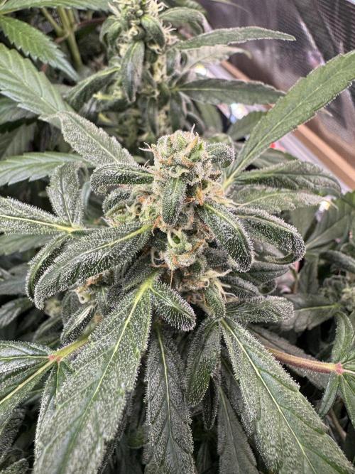 Dark Devil Auto Living Soil. Week 8