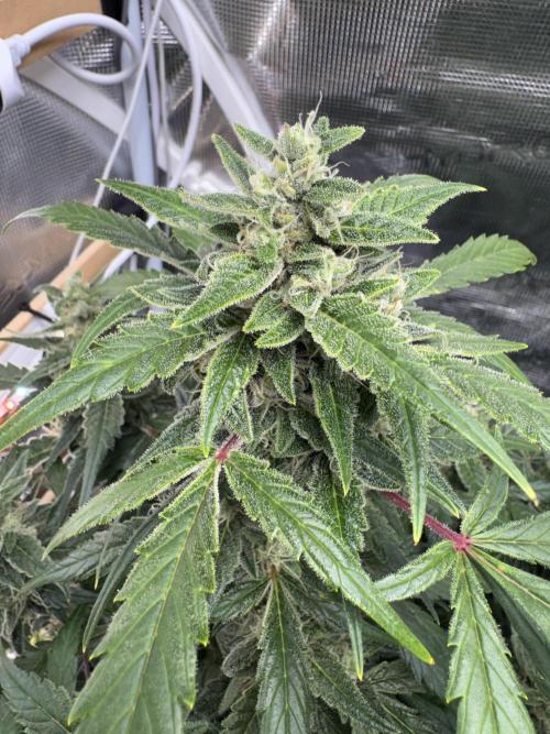 Dark Devil Auto Living Soil. Week 8
