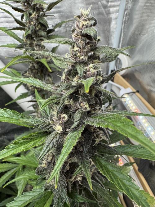 Dark Devil Auto Living Soil. Week 8