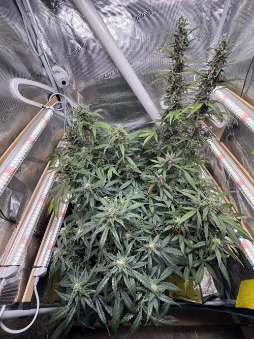 Dark Devil Auto. Week 8