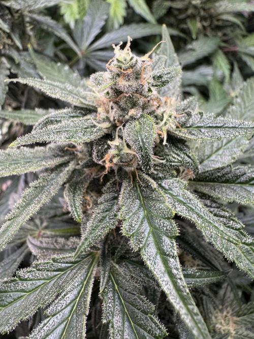 Dark Devil Auto Living Soil. Week 9