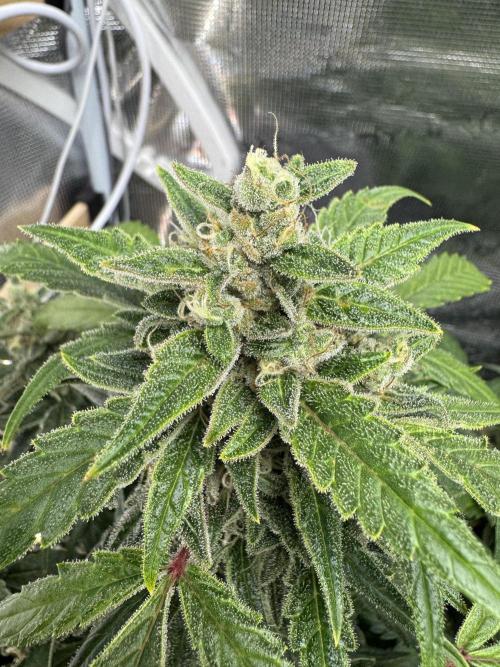 Dark Devil Auto Living Soil. Week 9
