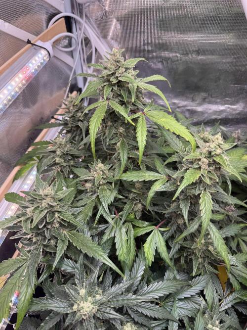 Dark Devil Auto Living Soil. Week 9