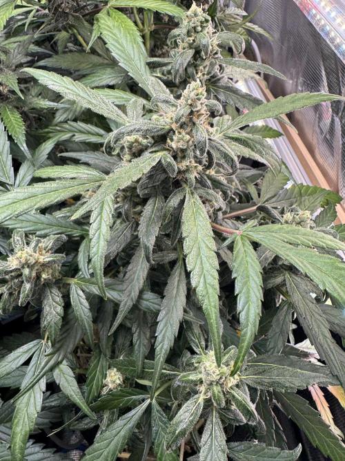 Dark Devil Auto Living Soil. Week 9