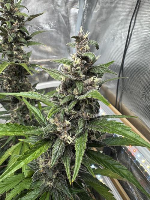 Dark Devil Auto Living Soil. Week 9