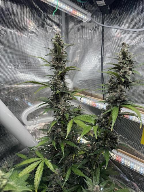 Dark Devil Auto Living Soil. Week 9