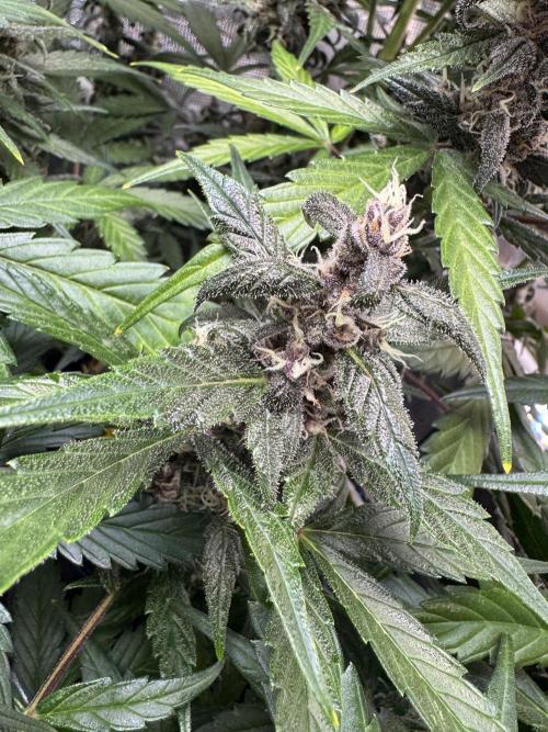 Dark Devil Auto Living Soil. Week 9