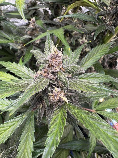 Dark Devil Auto Living Soil. Week 9