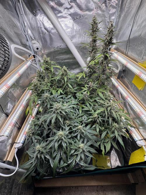 Dark Devil Auto Living Soil. Week 9