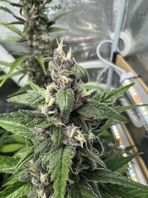 Dark Devil Auto Living Soil. Week 9