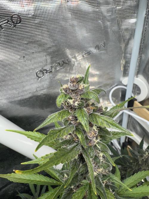 Dark Devil Auto Living Soil. Week 9