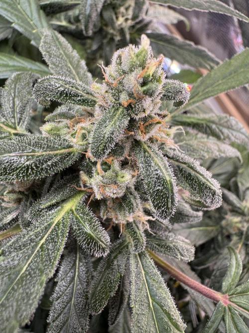Dark Devil Auto Living Soil. Week 9
