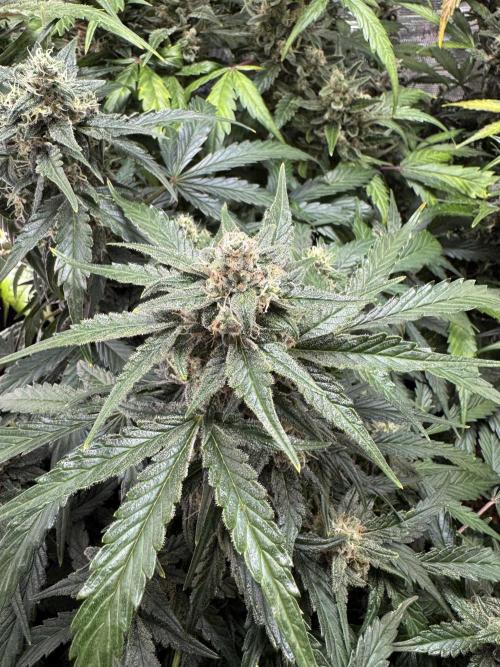 Dark Devil Auto Living Soil. Week 9