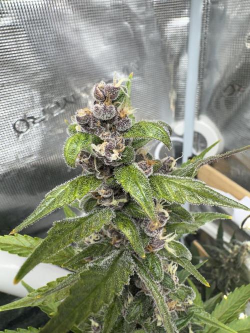 Dark Devil Auto Living Soil. Week 9