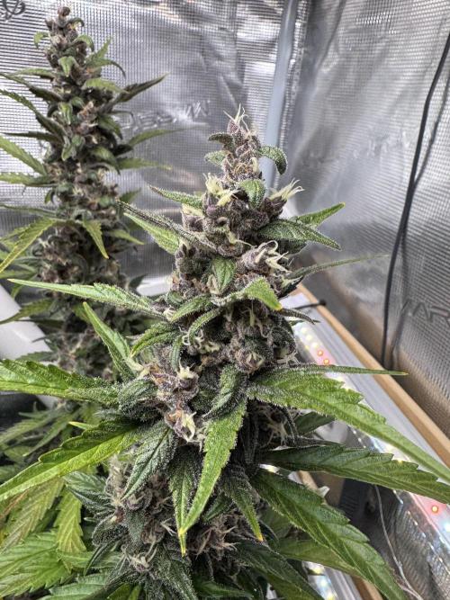 Dark Devil Auto Living Soil. Week 9