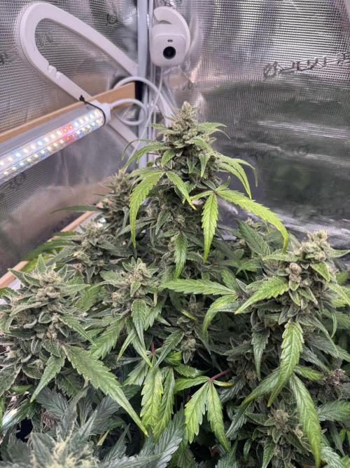 Dark Devil Auto Living Soil. Week 9
