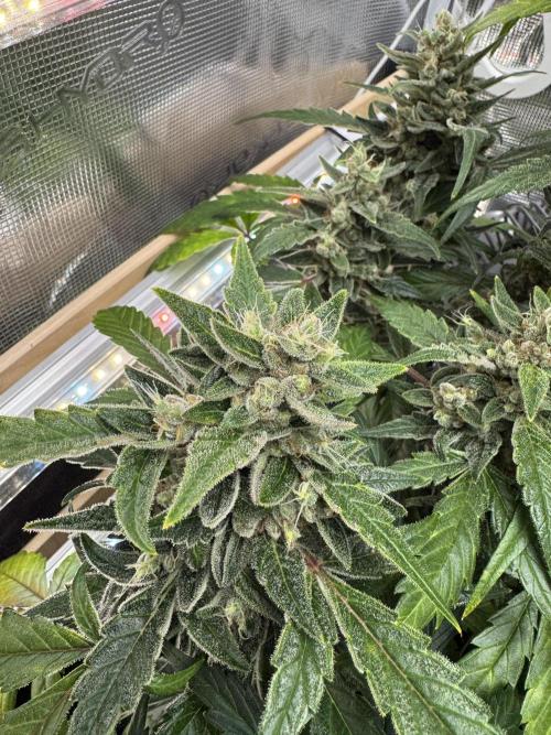 Dark Devil Auto Living Soil. Week 9