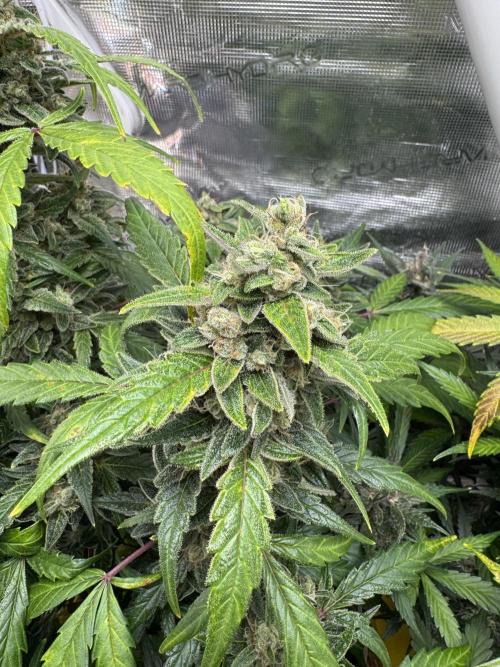 Dark Devil Auto Living Soil. Week 9