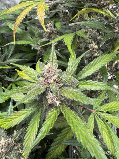 Dark Devil Auto Living Soil. Week 9