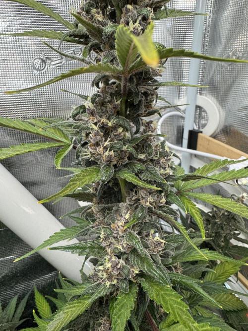 Dark Devil Auto Living Soil. Week 9